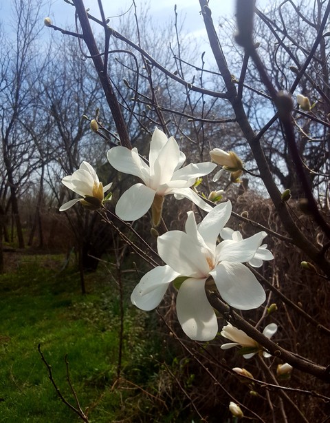 flower, blossom桌布