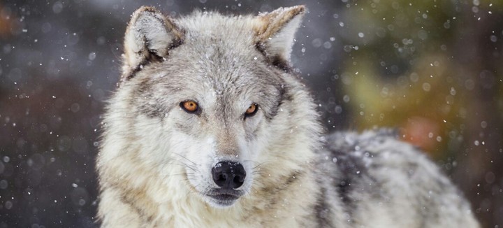 wolf