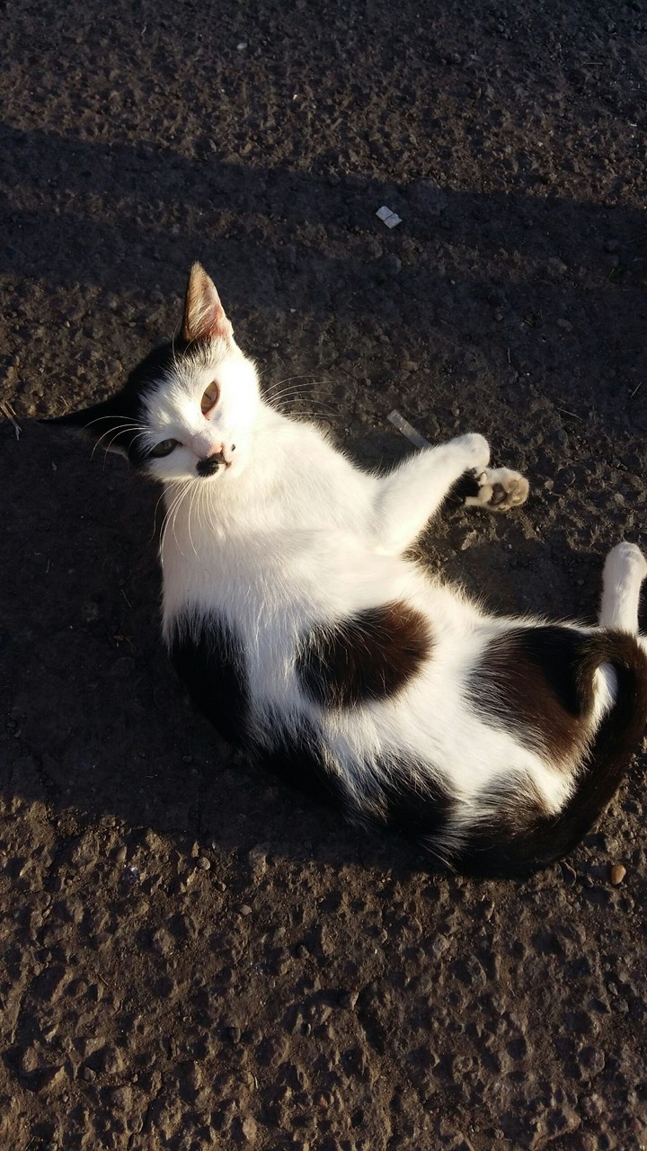 cute kitty