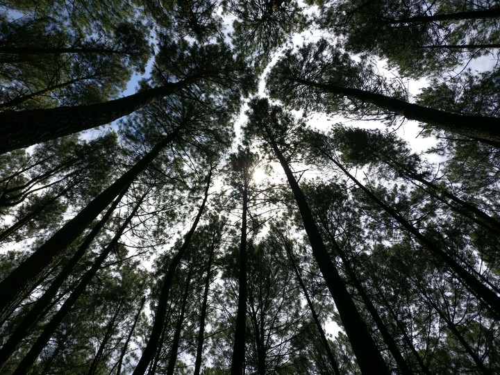 forest