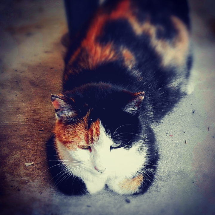 My cat
