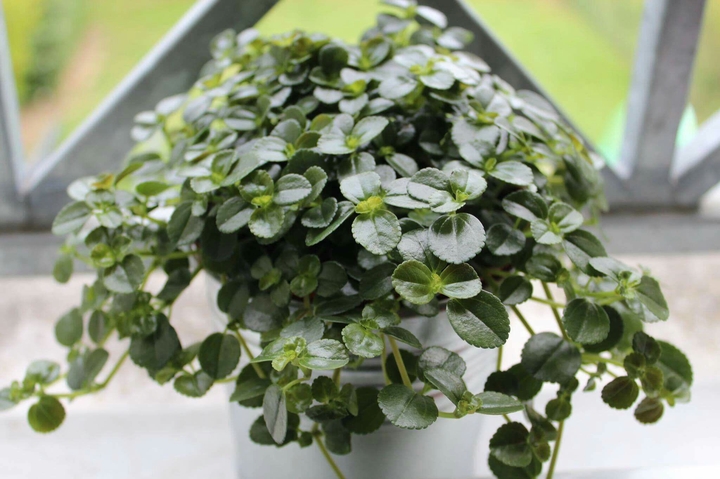 Green plant