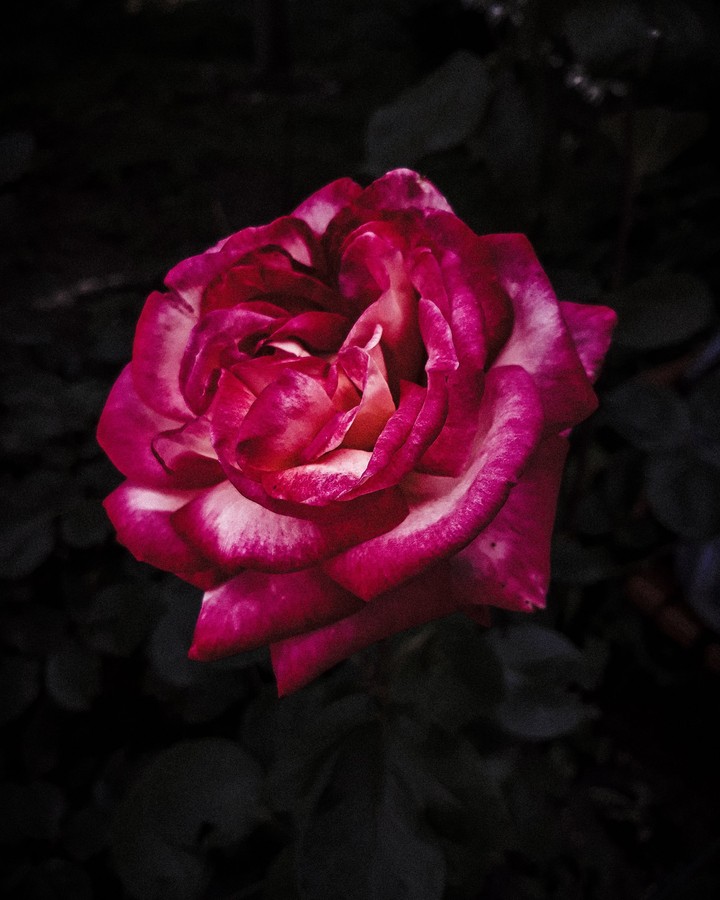Dark rose