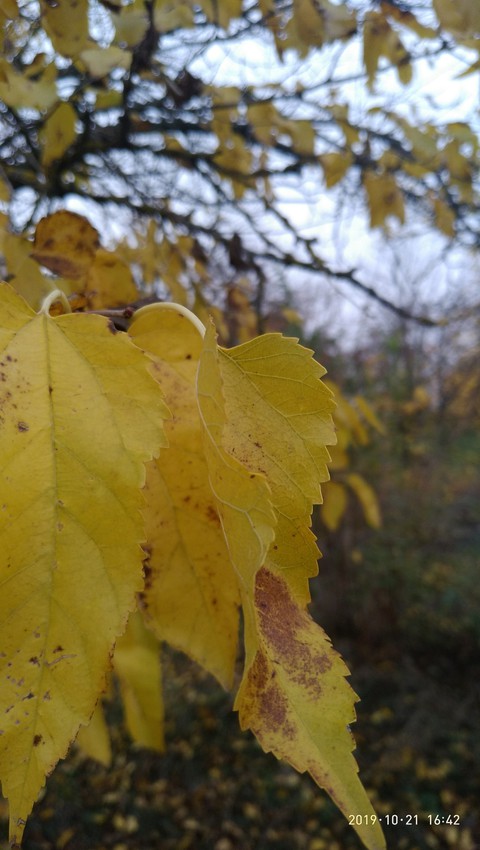 This is autumn