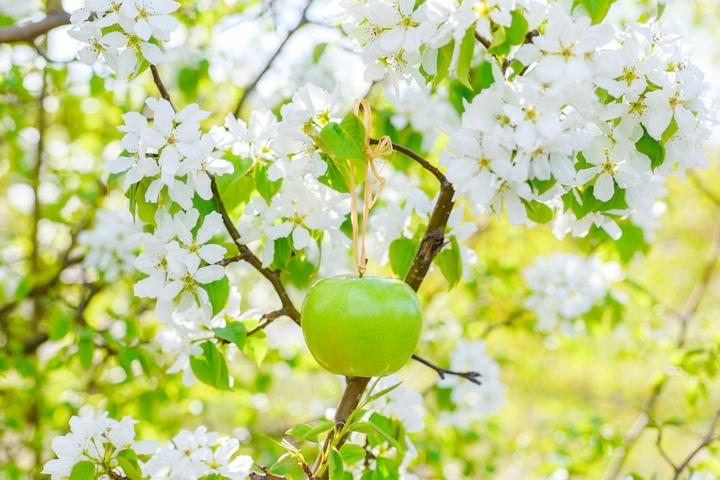 apple surrounded with white flowers