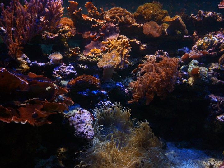 coral reef