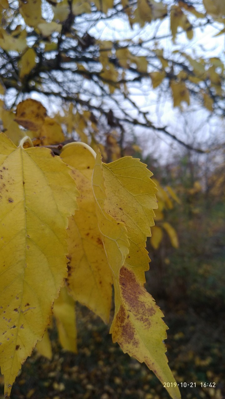This is autumn