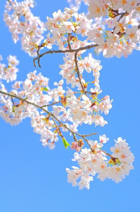 cherry blossoms