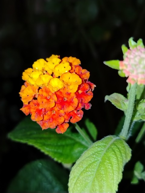 Flower at nighttime