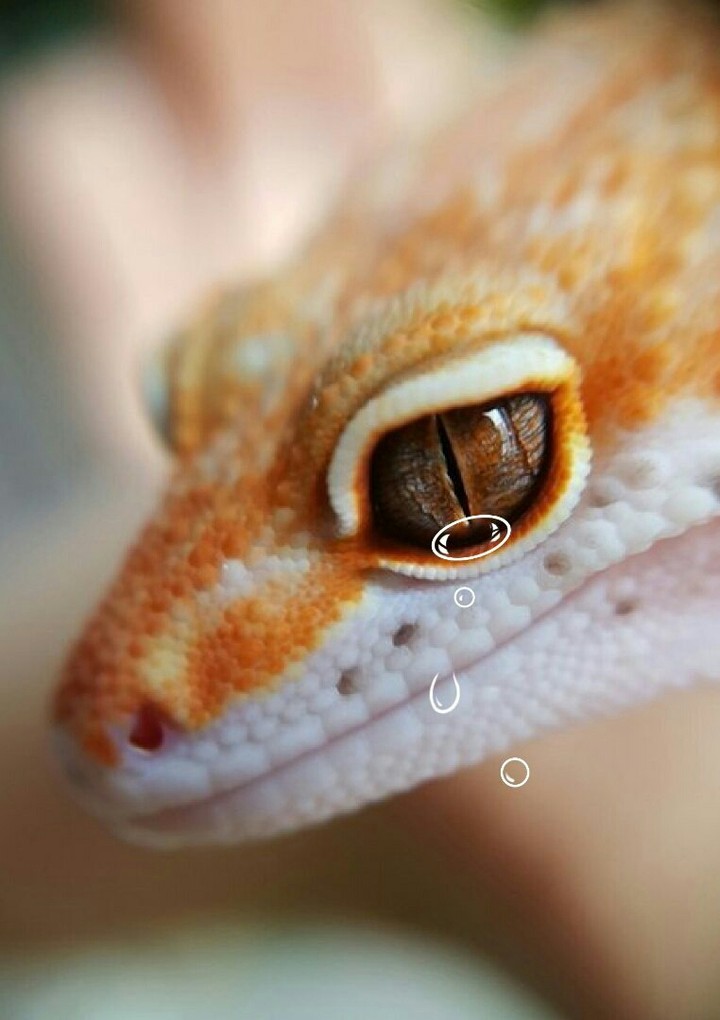 snek
