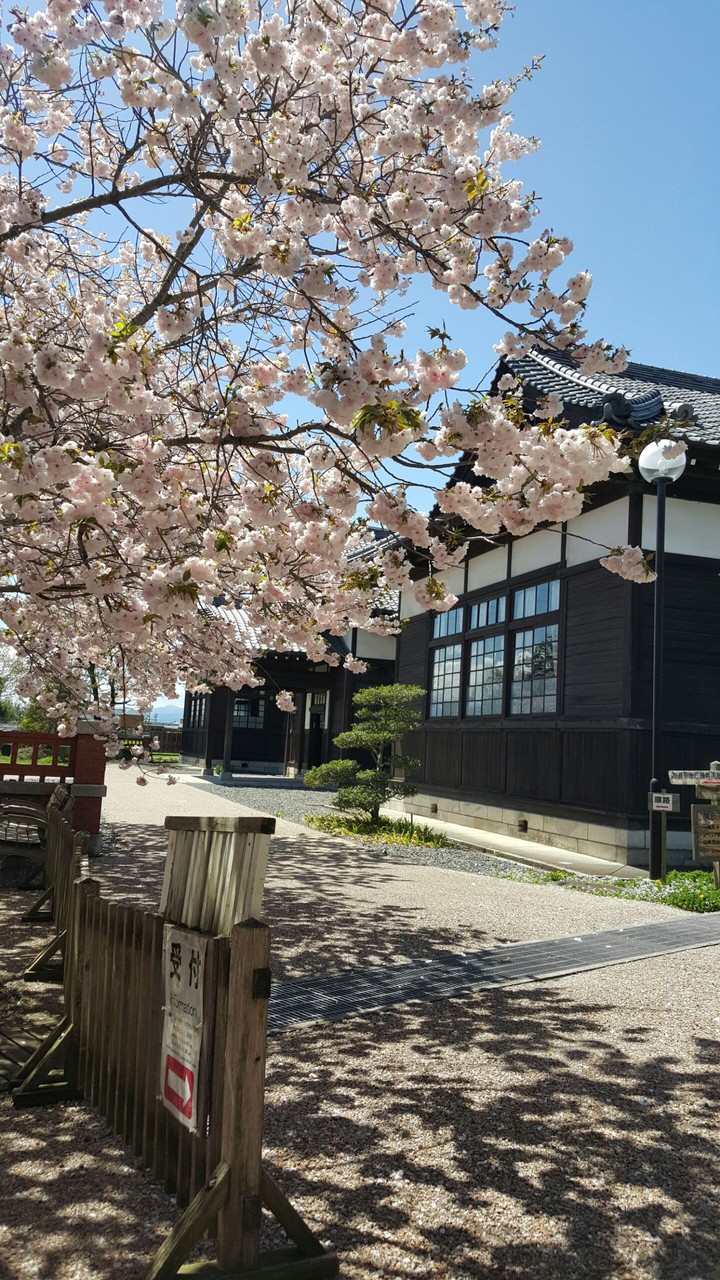 八重桜