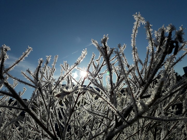 Frosty Morning