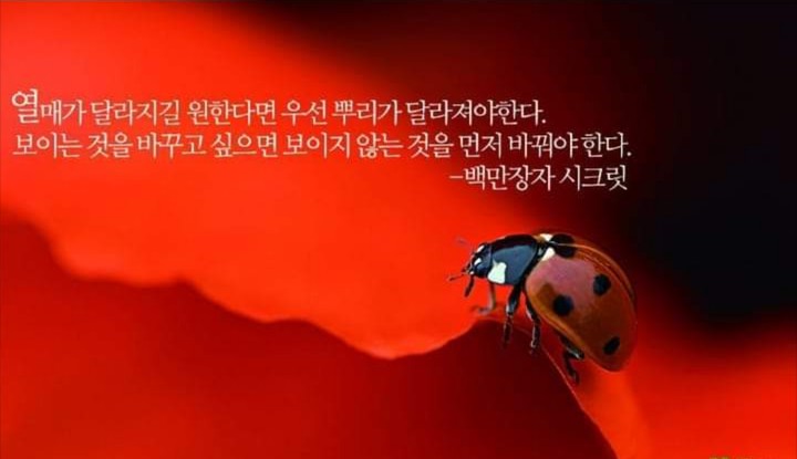 Beetles