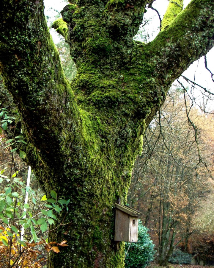 nature
