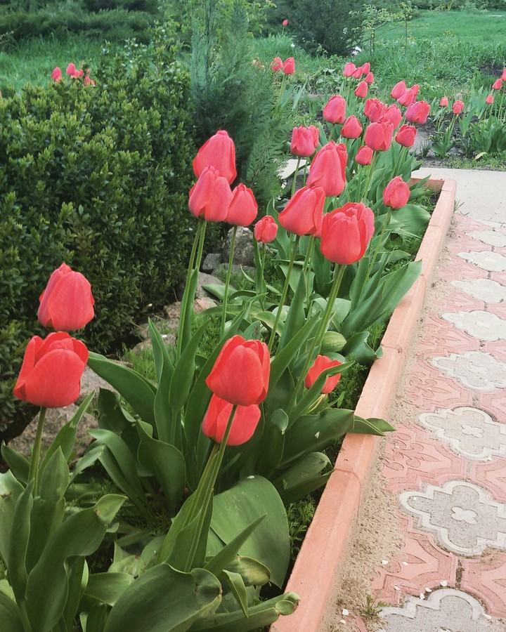 Tulips