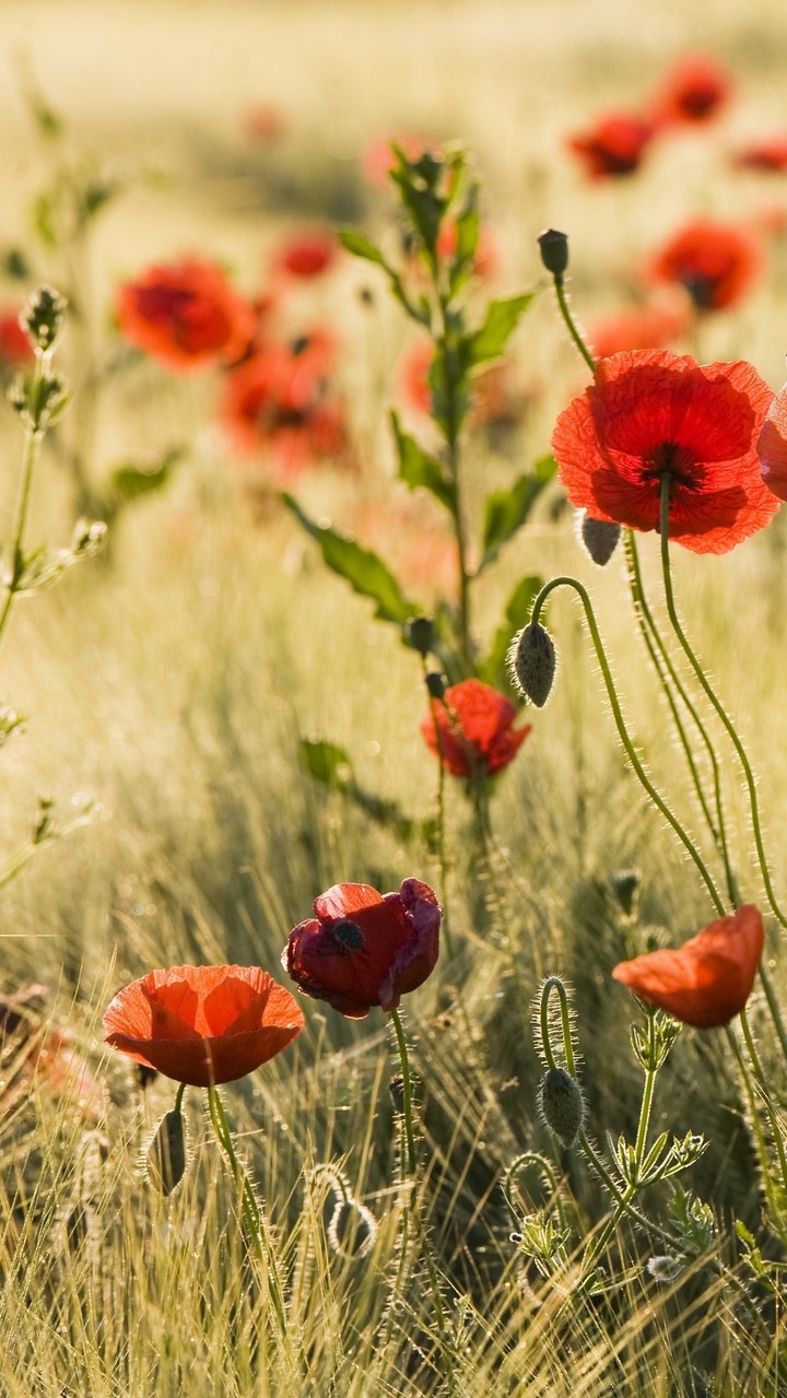 Coquelicot !!