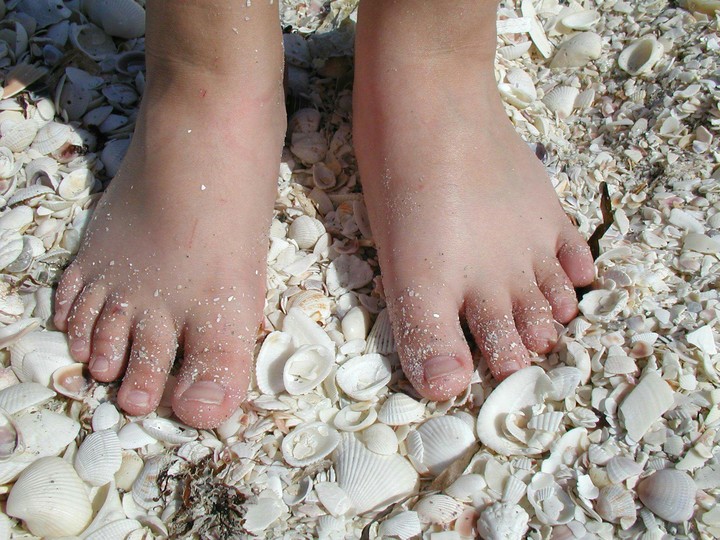 little toes in shell heaven