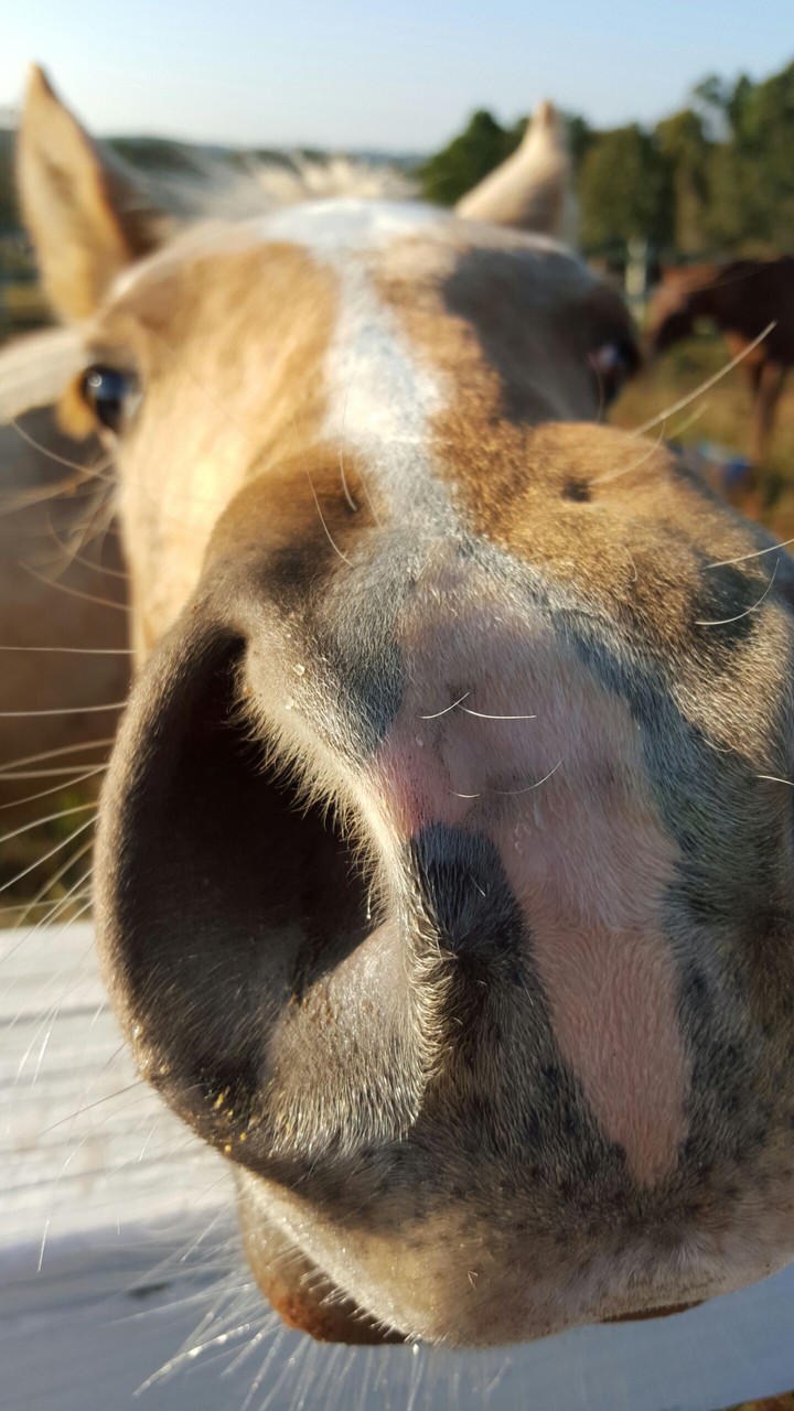 Horse Sense