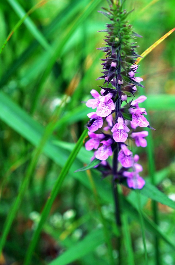 Beatiful flower