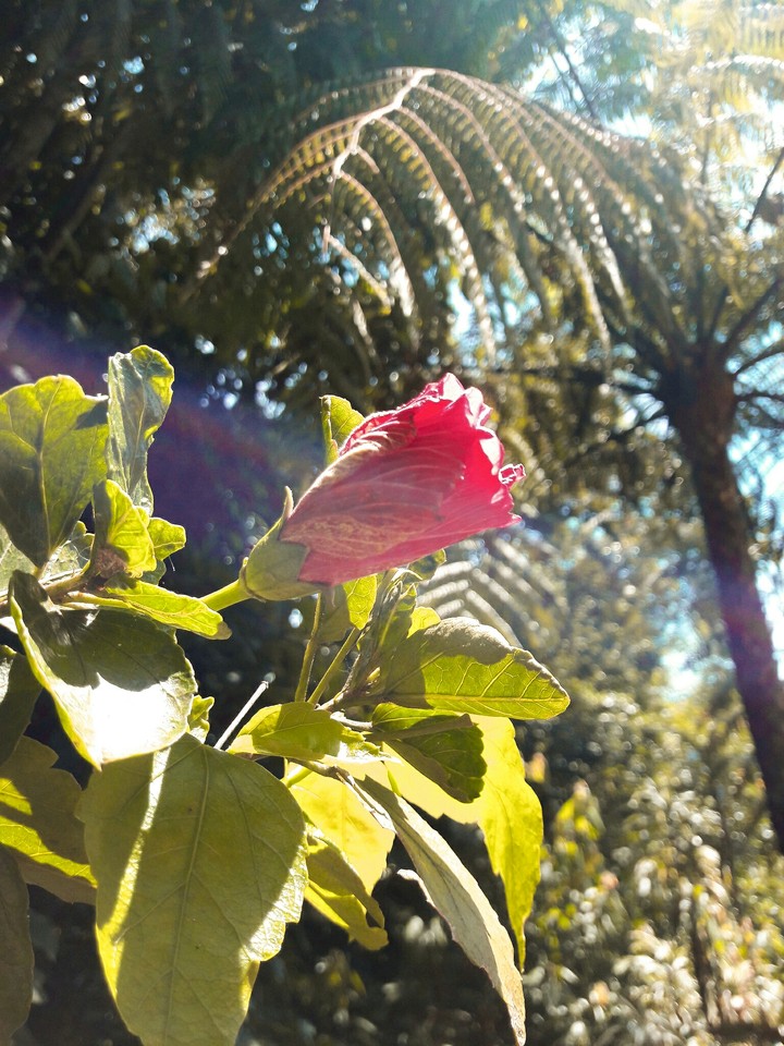 Flower ?