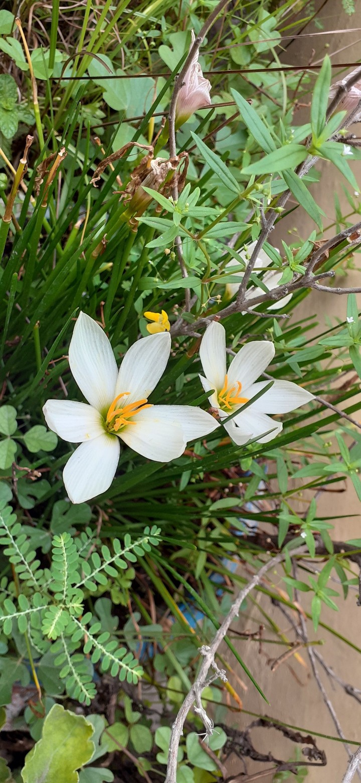white flowers