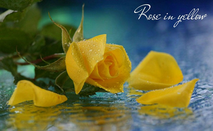 Rose in yellow.