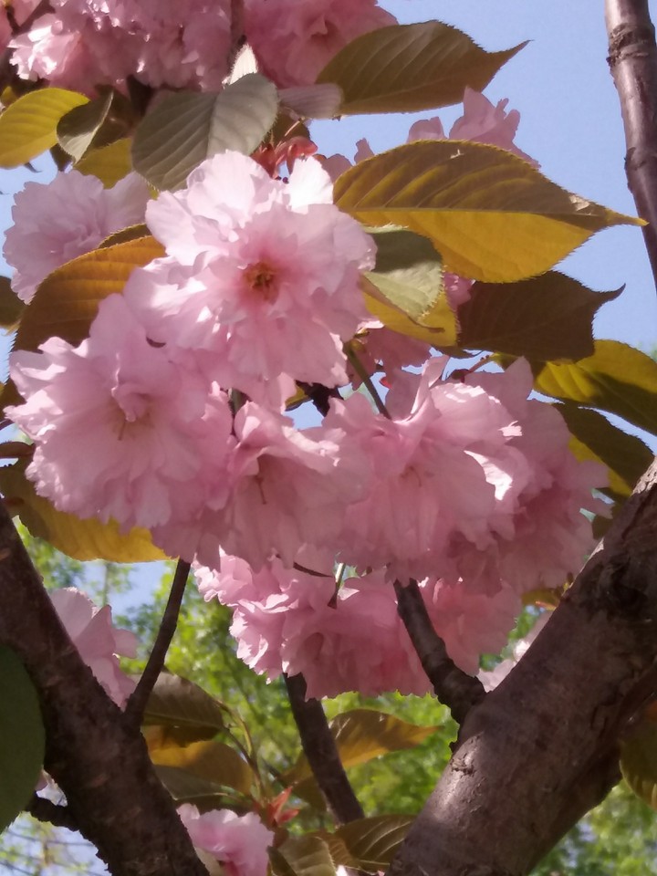 tree flowers