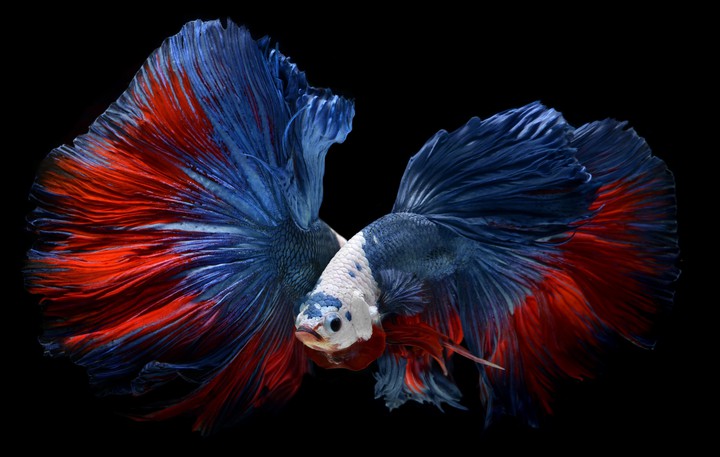 Fish with Amazing Wing's