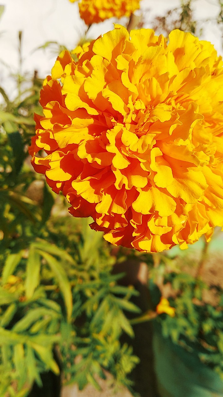 Flower
