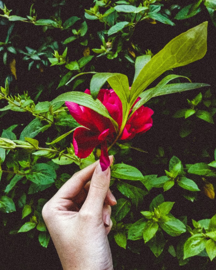Red peony