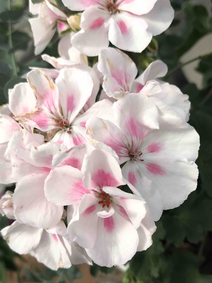 white flower