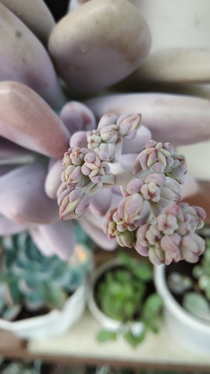 Pachyphytum oviferum