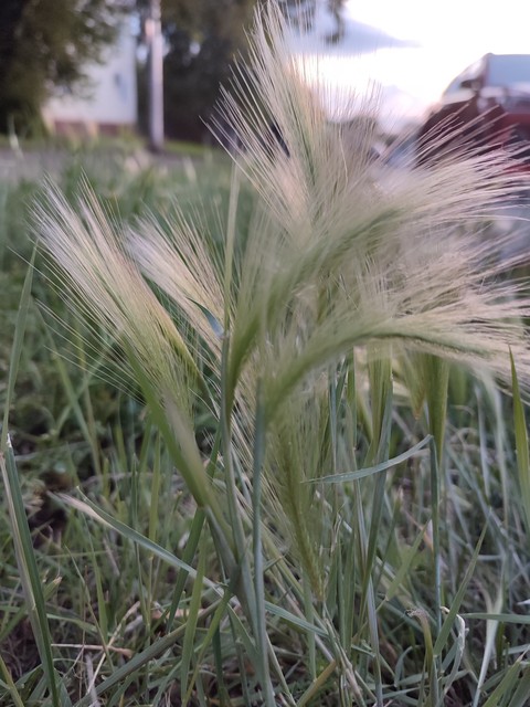 sfondi hordeum, wind