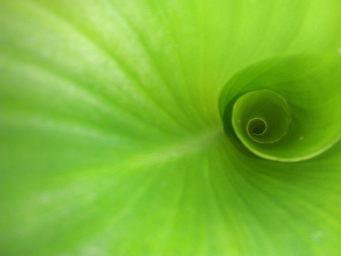 dew, green वॉलपेपर