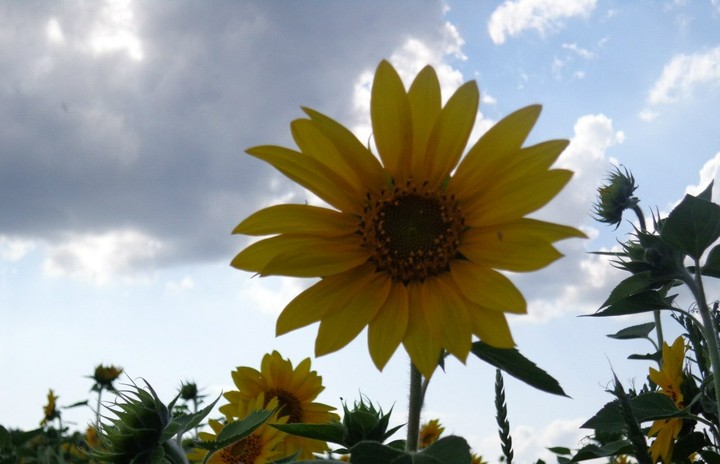 Sunflower