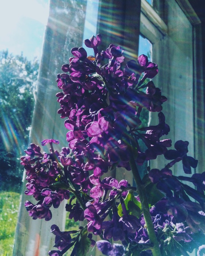 #lilac