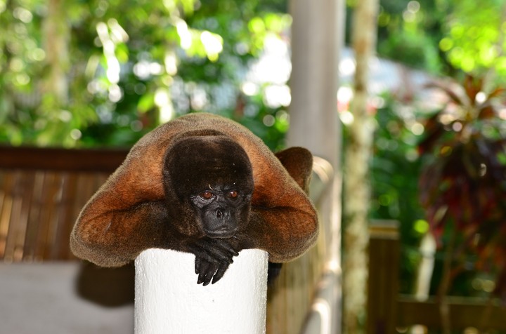 monkey