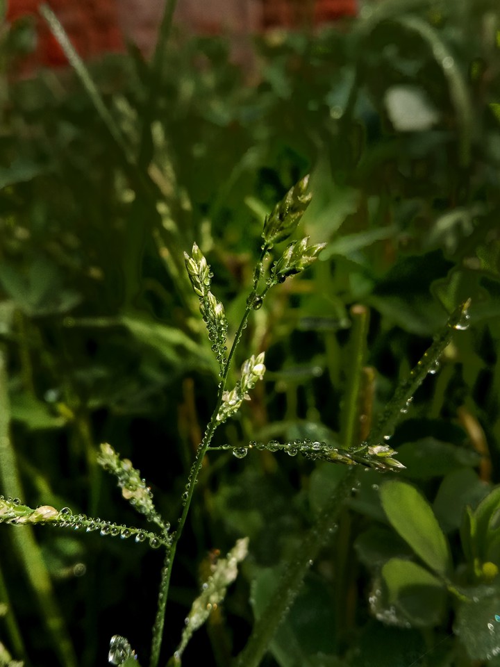 dewdrops