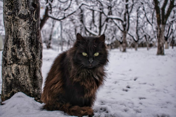 Cat