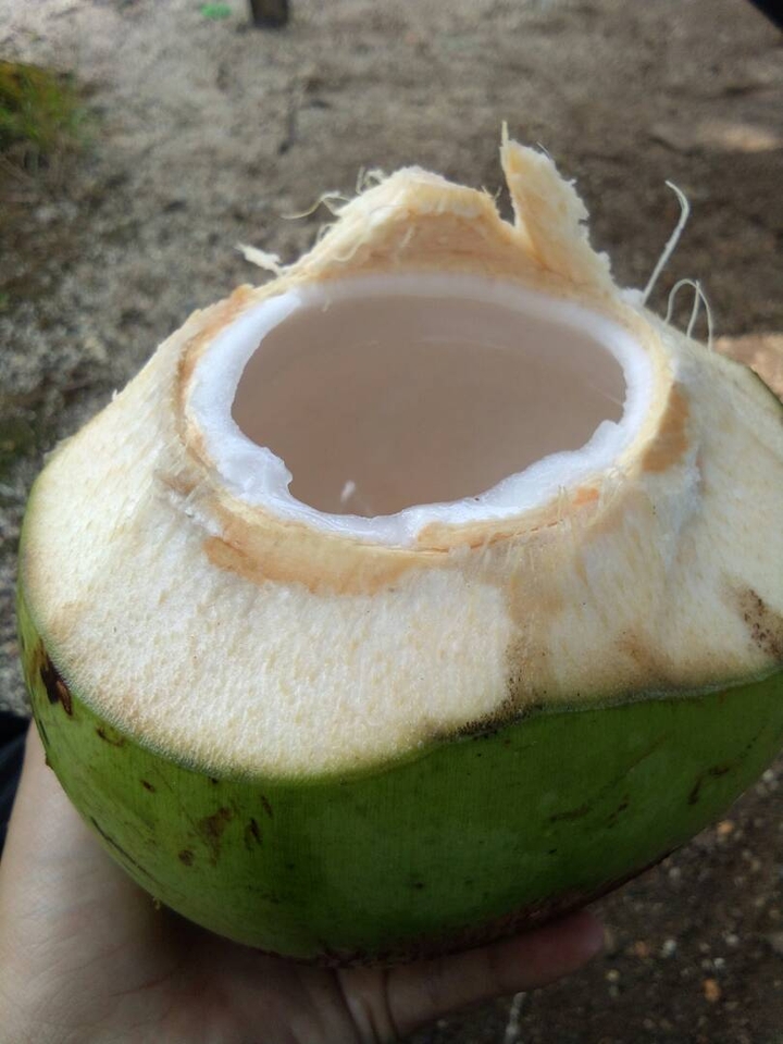 coconut