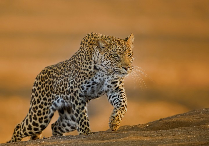 Wild Beauty