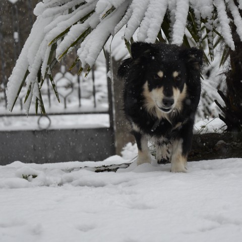 Dog in the snow