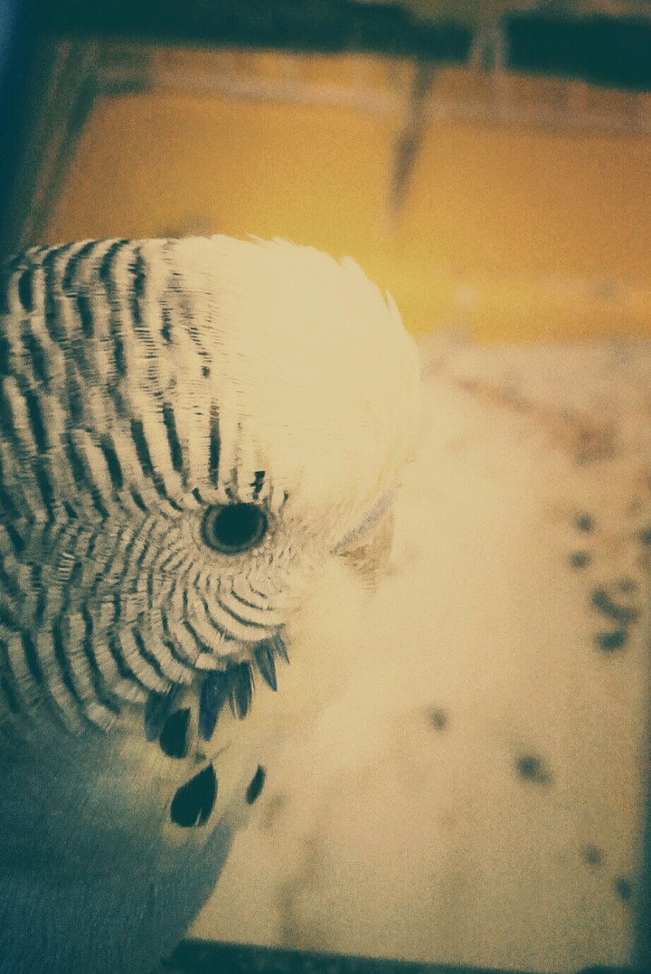 bird♥♥