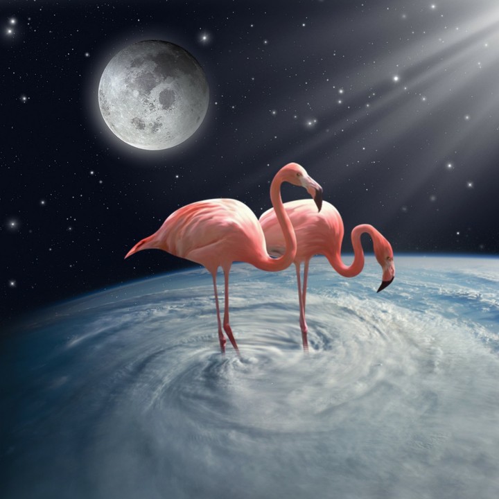 Pink flamingo