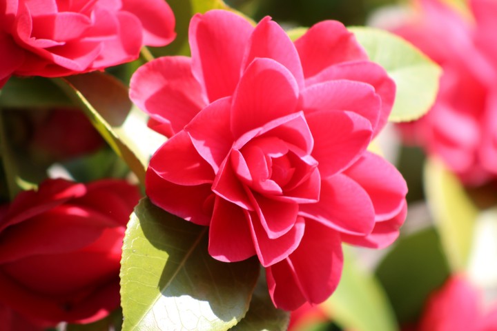 Fiori