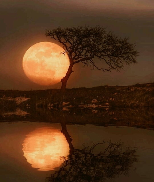 The Reflection