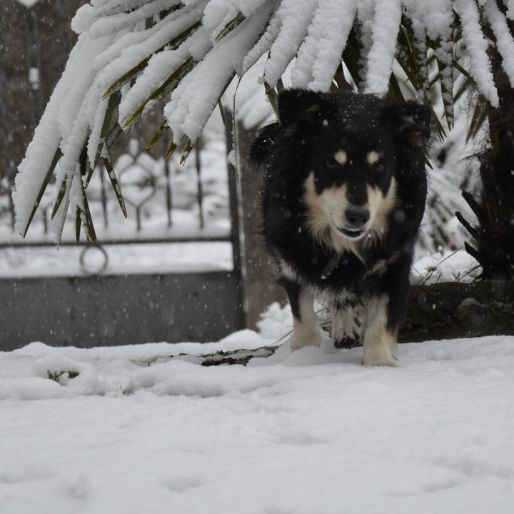 Dog in the snow