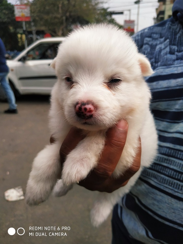 Dog lover