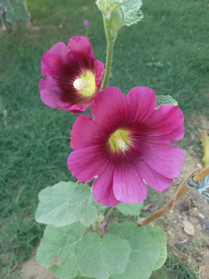 just flowers