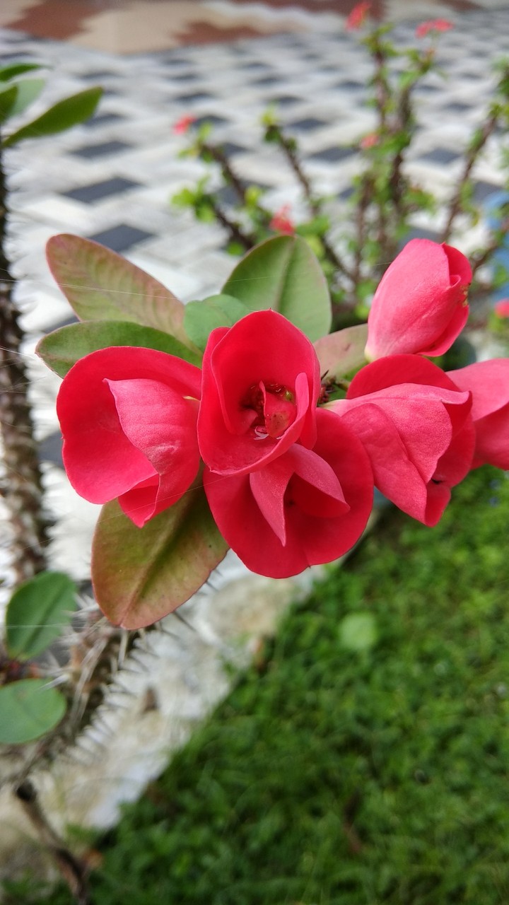 red flowers